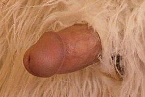 人c交欧美z0zoxxx